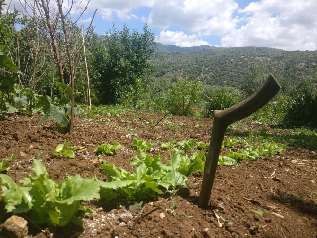 orto rurale con bastone che misura il livello di umidità del terreno