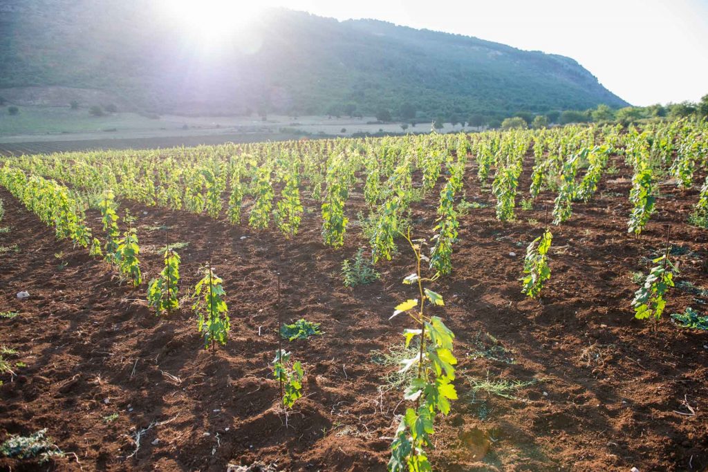 paesaggio rurale con vigna sui colli di Cori coltivati con viti di Nero Buono e Bellone